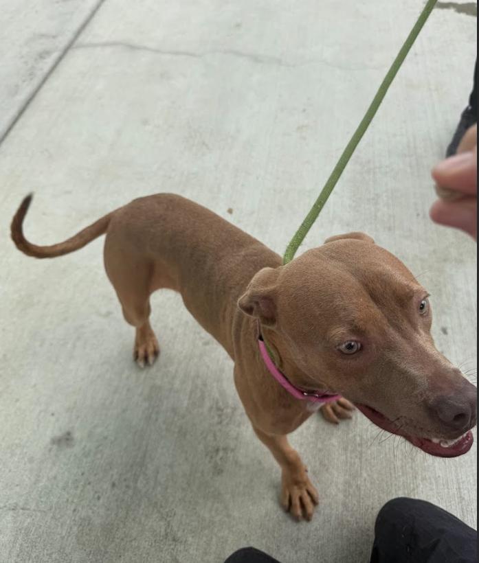 Enlarge Queenie, a Adoptable Pit Bull Terrier in San Diego, CA image 1/5