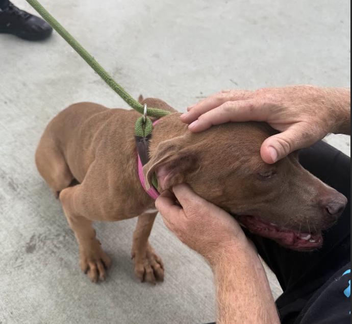 Enlarge Queenie, a Adoptable Pit Bull Terrier in San Diego, CA image 4/5