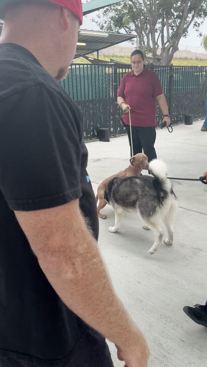 Enlarge Queenie, a Adoptable Pit Bull Terrier in San Diego, CA video 2/5