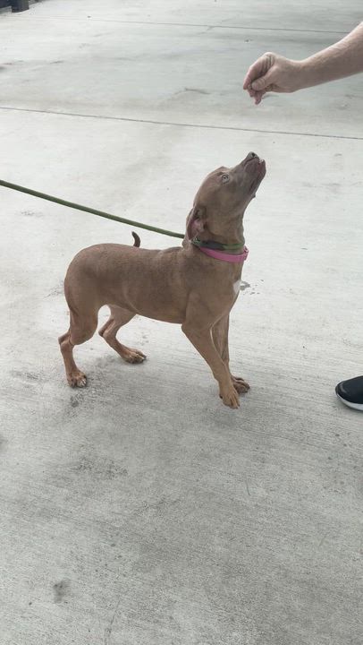 Enlarge Queenie, a Adoptable Pit Bull Terrier in San Diego, CA video 5/5