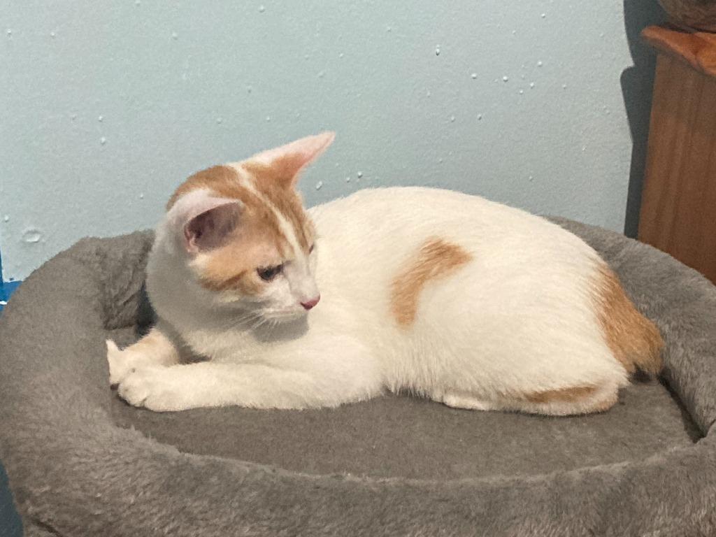 Isaiah26, Adoptable, Kitten Male Manx.