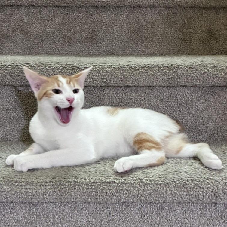 Enlarge Isaiah26, a Adoptable Manx in Youngsville, NC image 2/3
