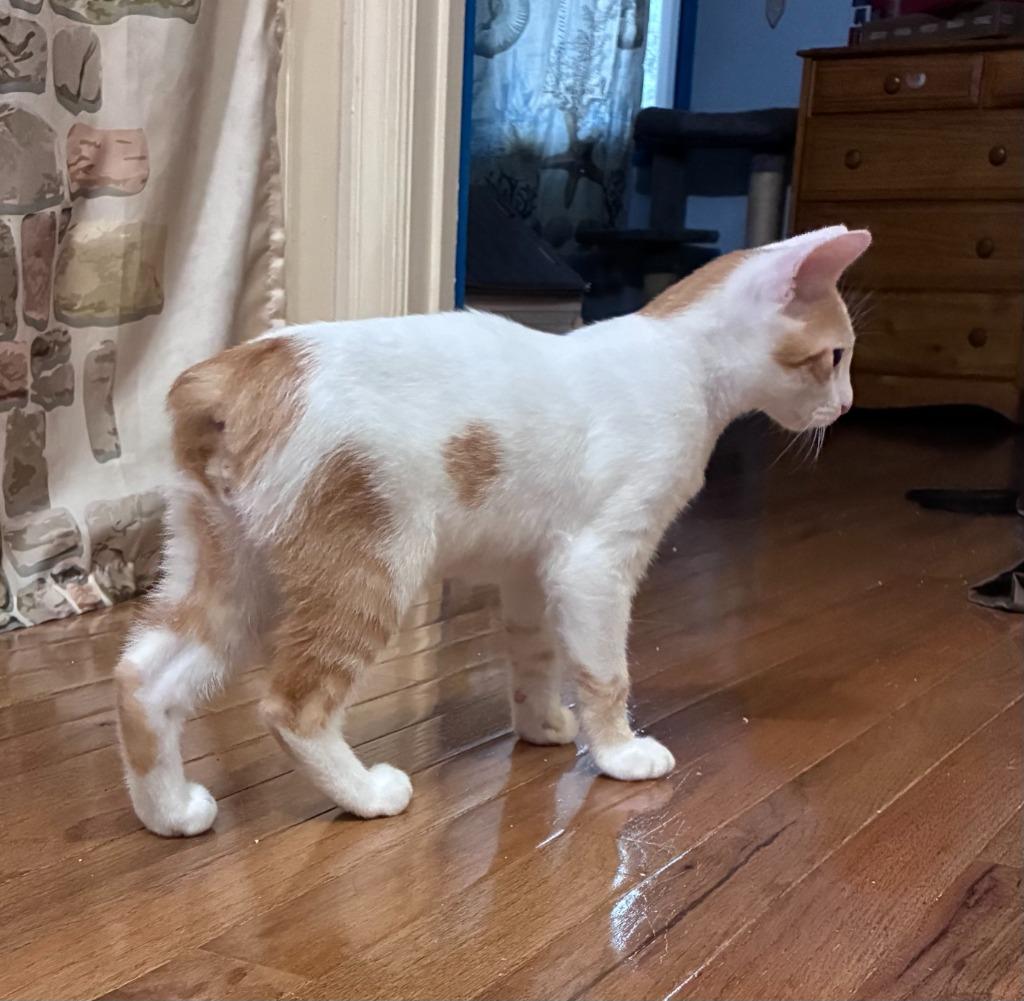 Enlarge Isaiah26, a Adoptable Manx in Youngsville, NC image 3/3