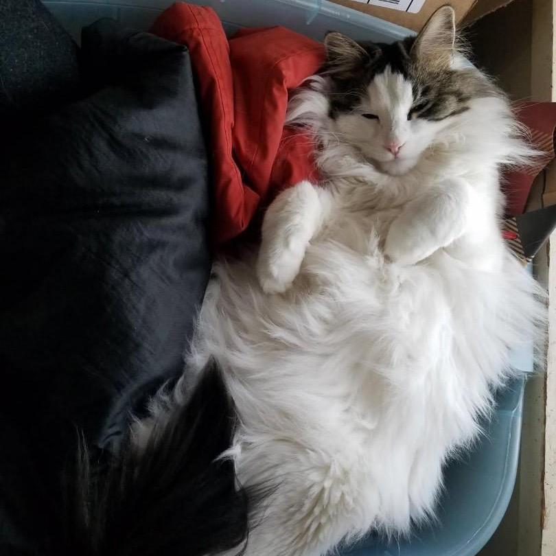 Figment, Adoptable, Senior Female Domestic Medium Hair.