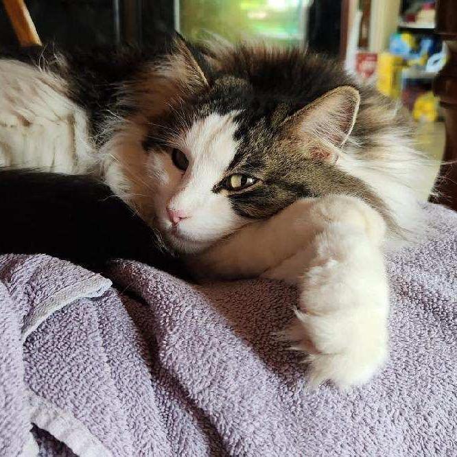 Figment, a Adoptable mixed breed in Carroll, IA image 3/6