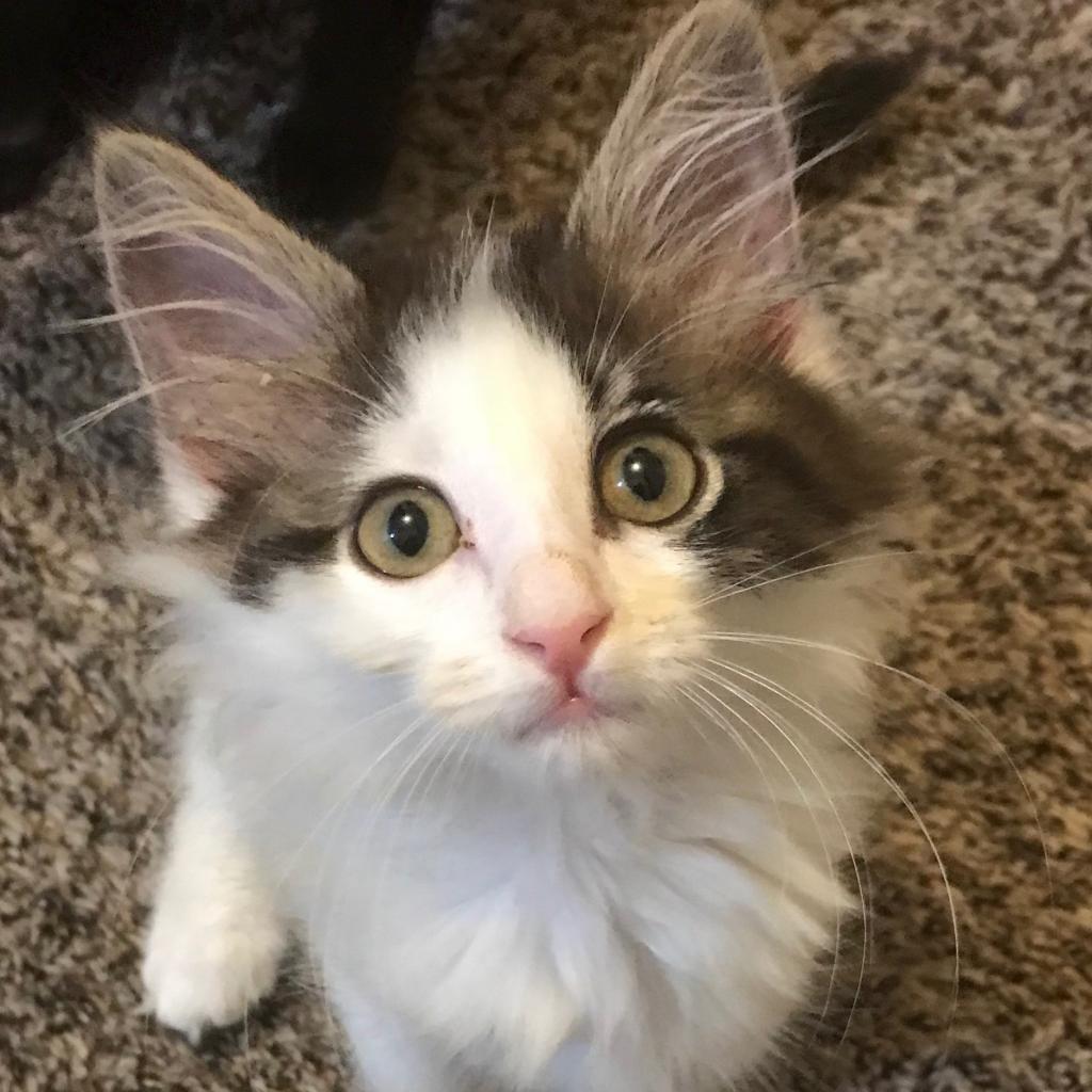 Figment, a Adoptable mixed breed in Carroll, IA image 4/6