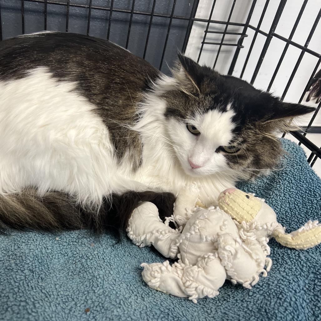 Figment, a Adoptable mixed breed in Carroll, IA image 6/6