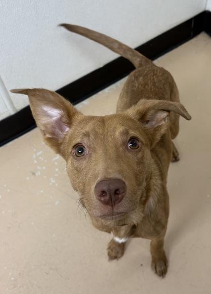 Griffin, Adoptable, Adult Male Pit Bull Terrier & Mixed Breed.