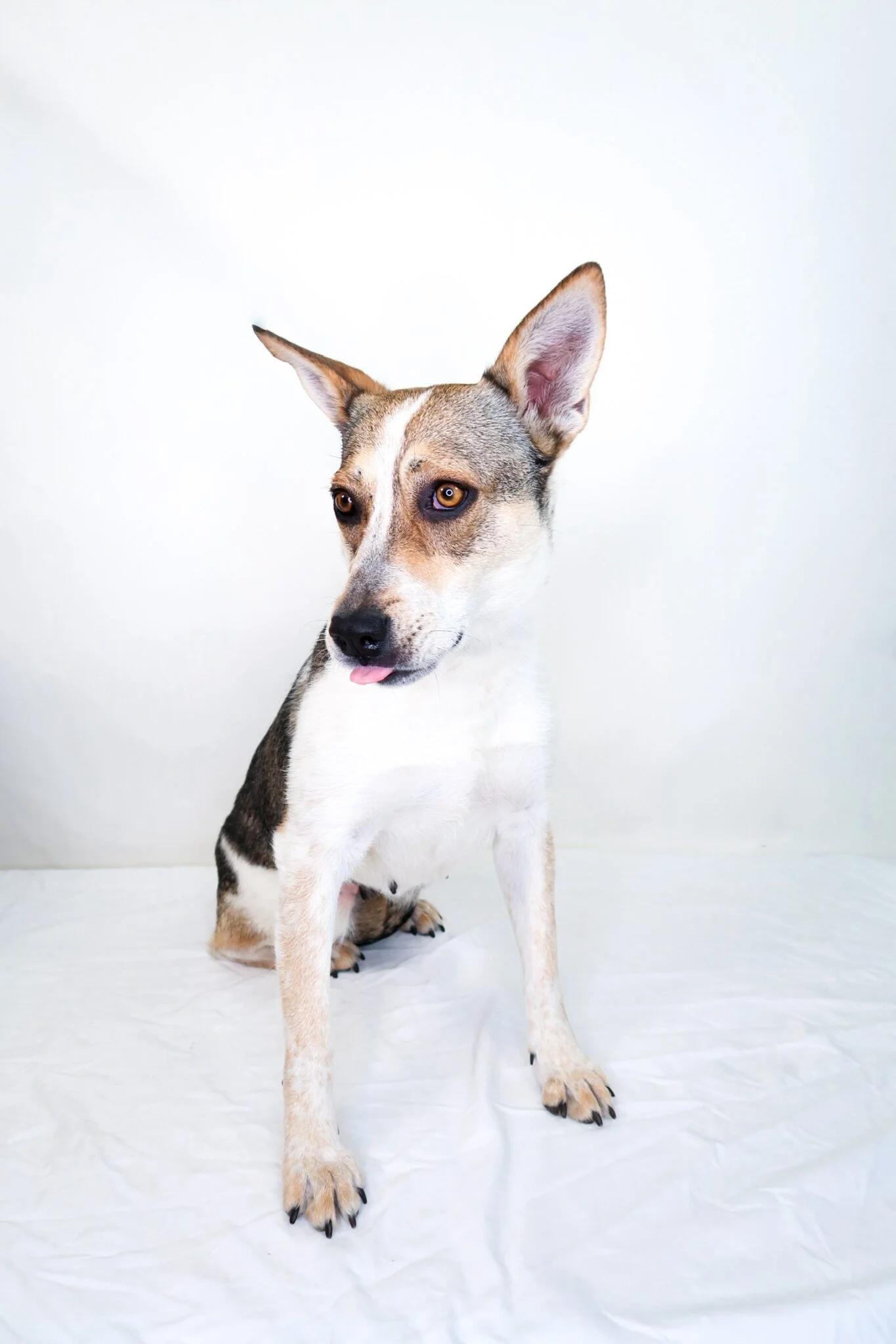 Enlarge Annabelle, a ADOPTABLE mixed breed in Bixby, OK image 5/5