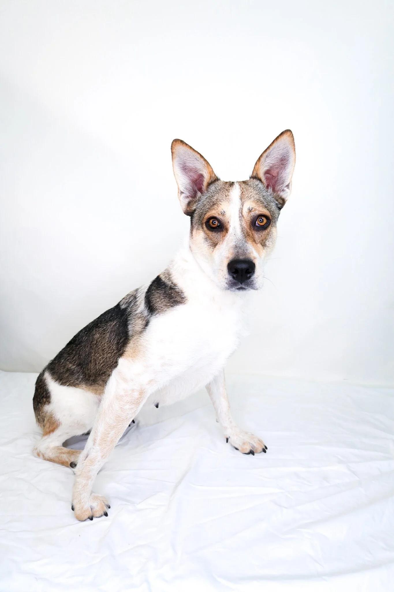 Enlarge Annabelle, a ADOPTABLE mixed breed in Bixby, OK image 3/5