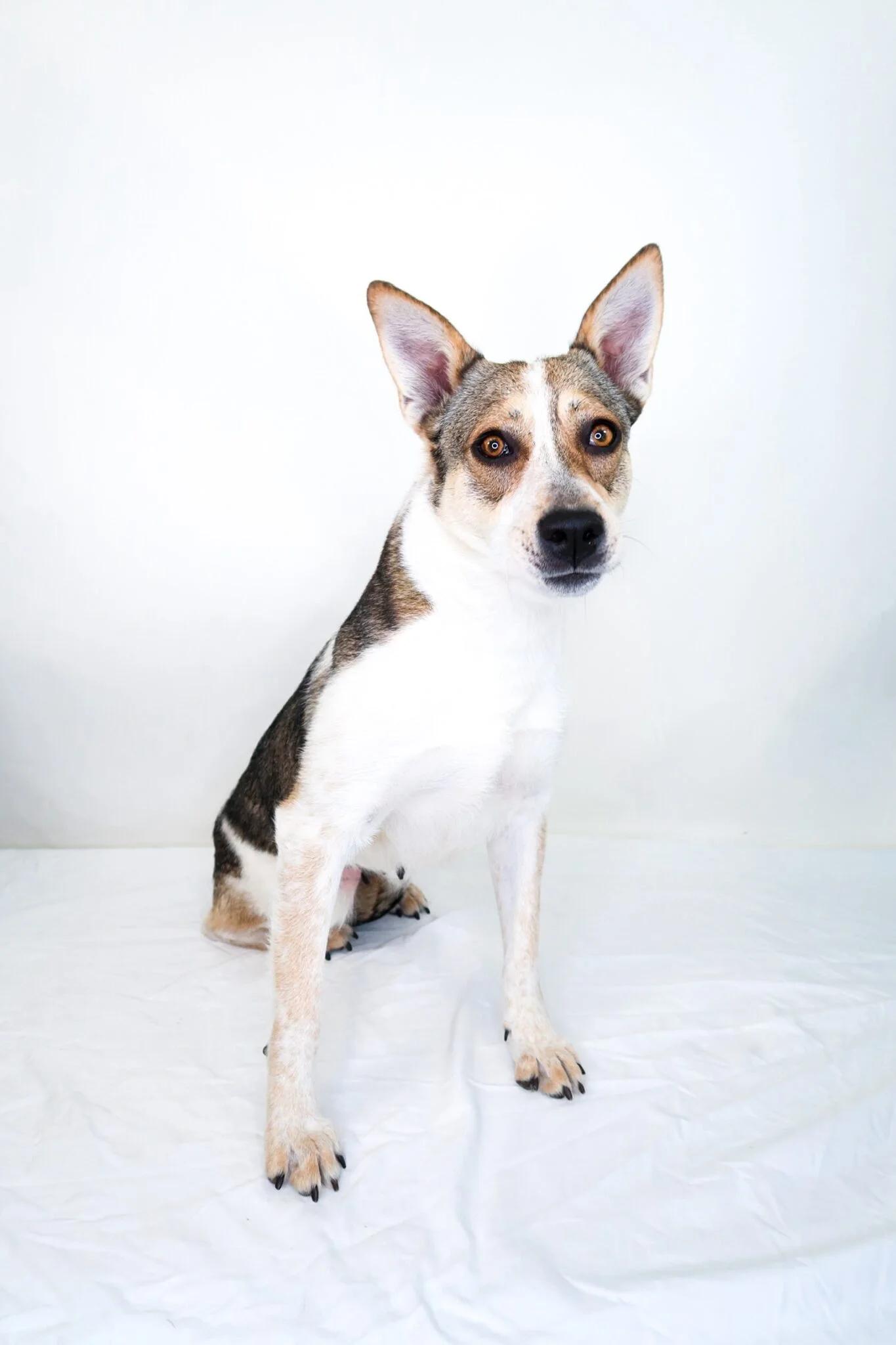 Annabelle, ADOPTABLE, Adult Female Cattle Dog.