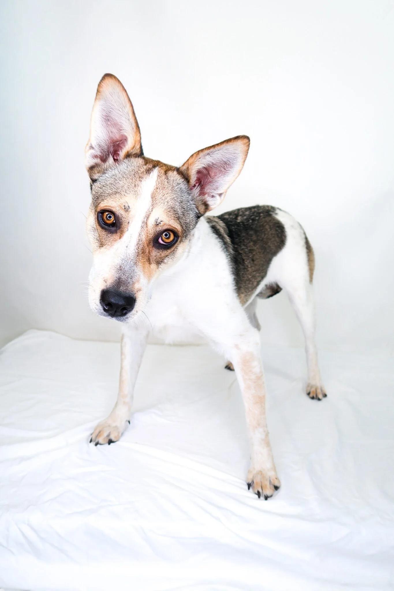 Enlarge Annabelle, a ADOPTABLE mixed breed in Bixby, OK image 2/5