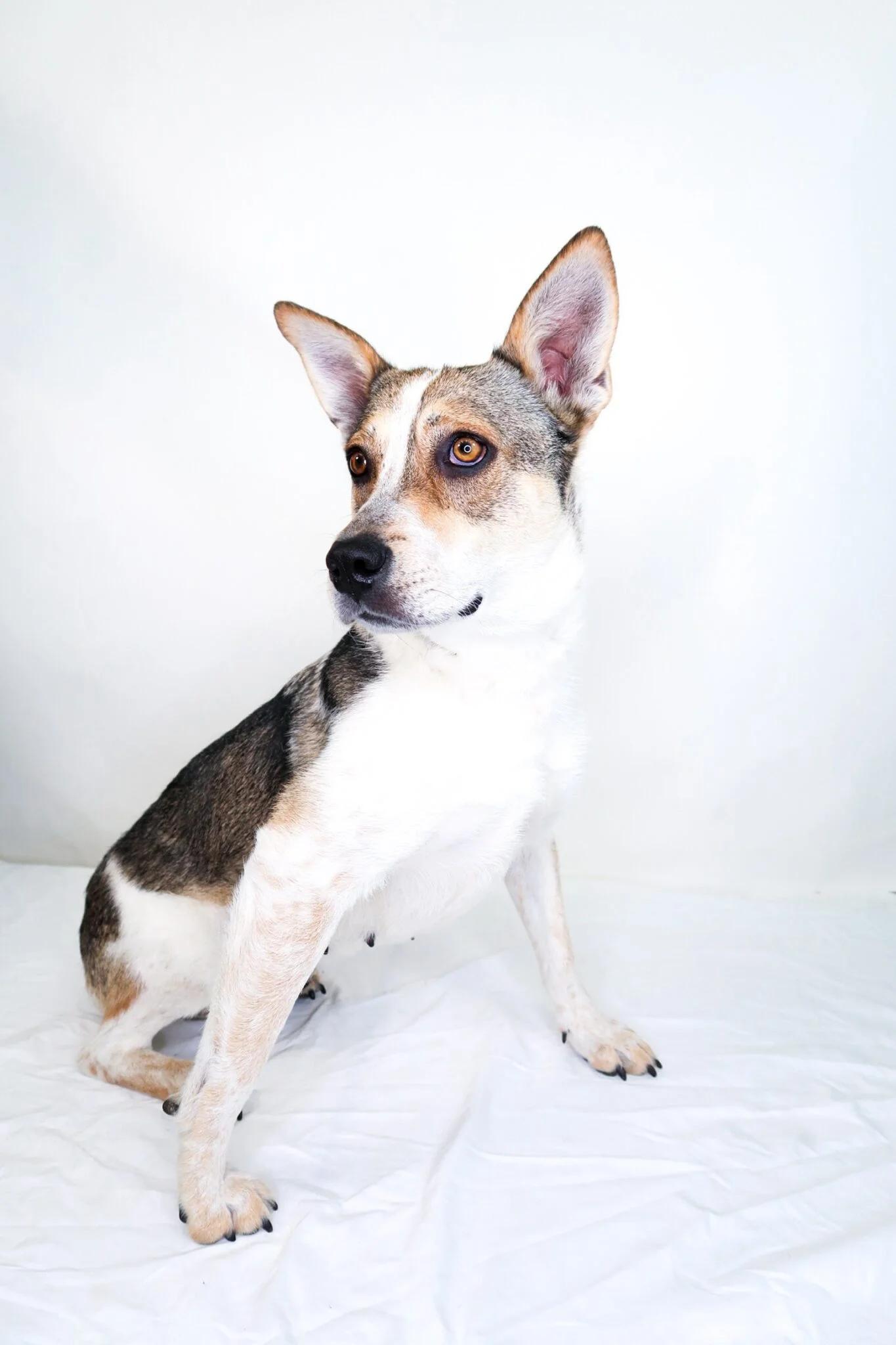 Enlarge Annabelle, a ADOPTABLE mixed breed in Bixby, OK image 4/5