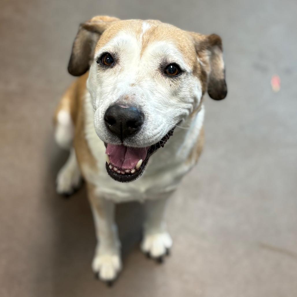 Piper, Adoptable, Senior Female Retriever.