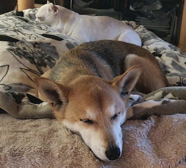 NIKKI, Adoptable, Senior Female Shiba Inu.
