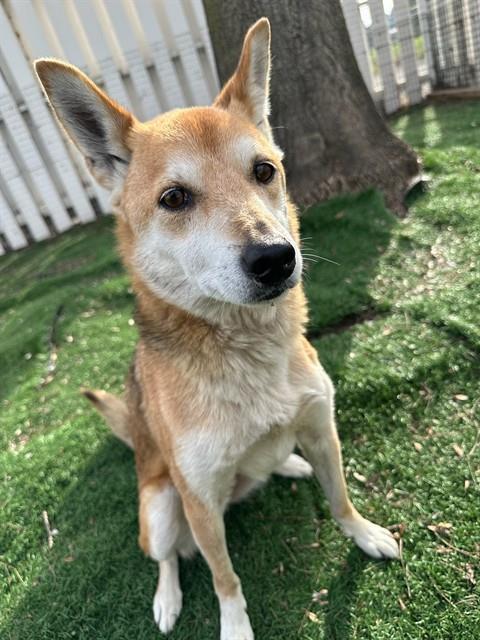 Enlarge NIKKI, a Adoptable Shiba Inu in Fremont, CA image 2/2