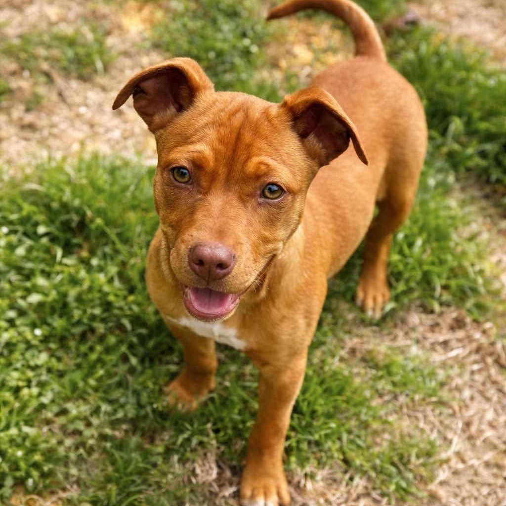 Copper, ADOPTABLE, Puppy Female Terrier.