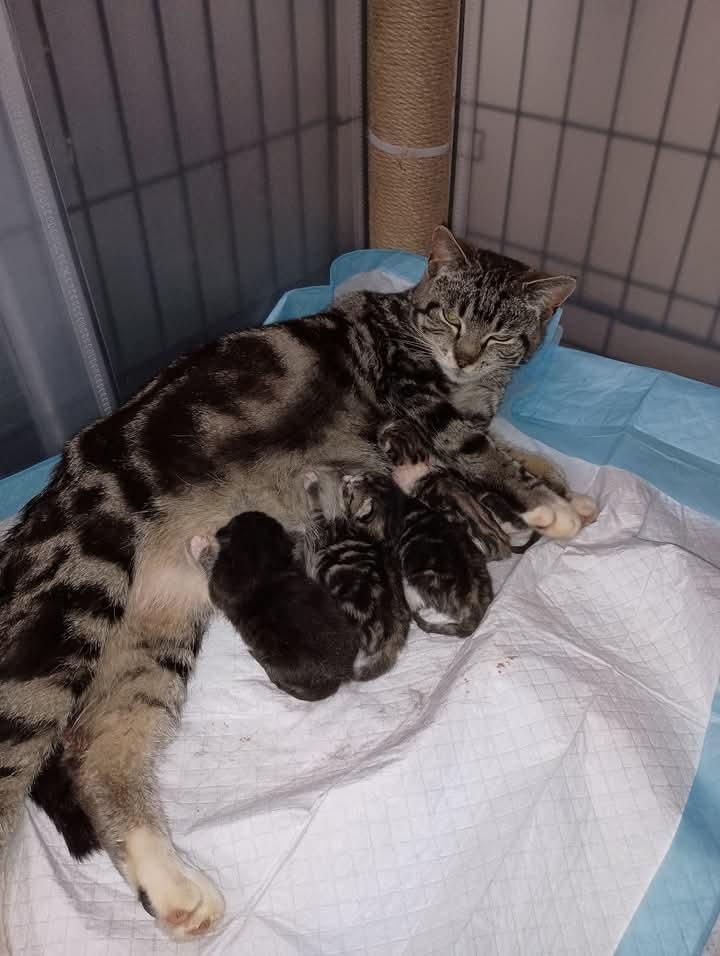 Rhapsody, Adopted, Young Male Domestic Short Hair.