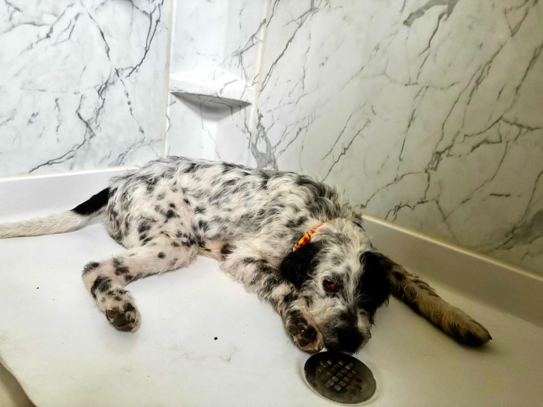 Rosie, a Adopted mixed breed in columbus , OH image 6/6