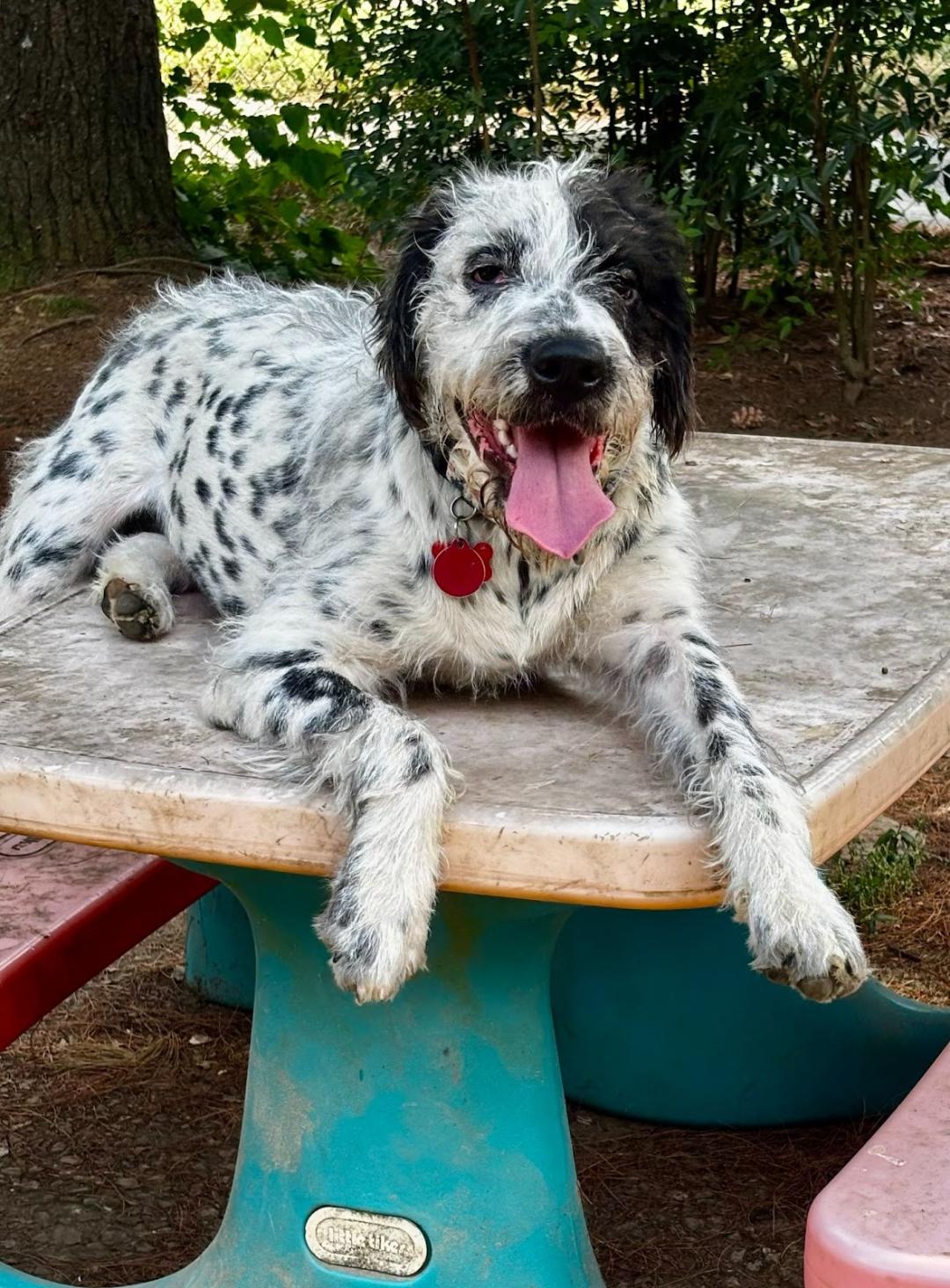 Rosie, Adopted, Puppy Female Dalmatian & Poodle.