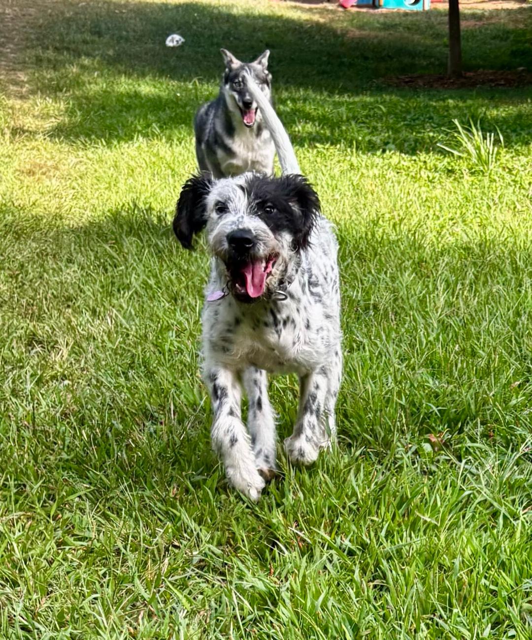 Rosie, a Adopted mixed breed in columbus , OH image 3/6