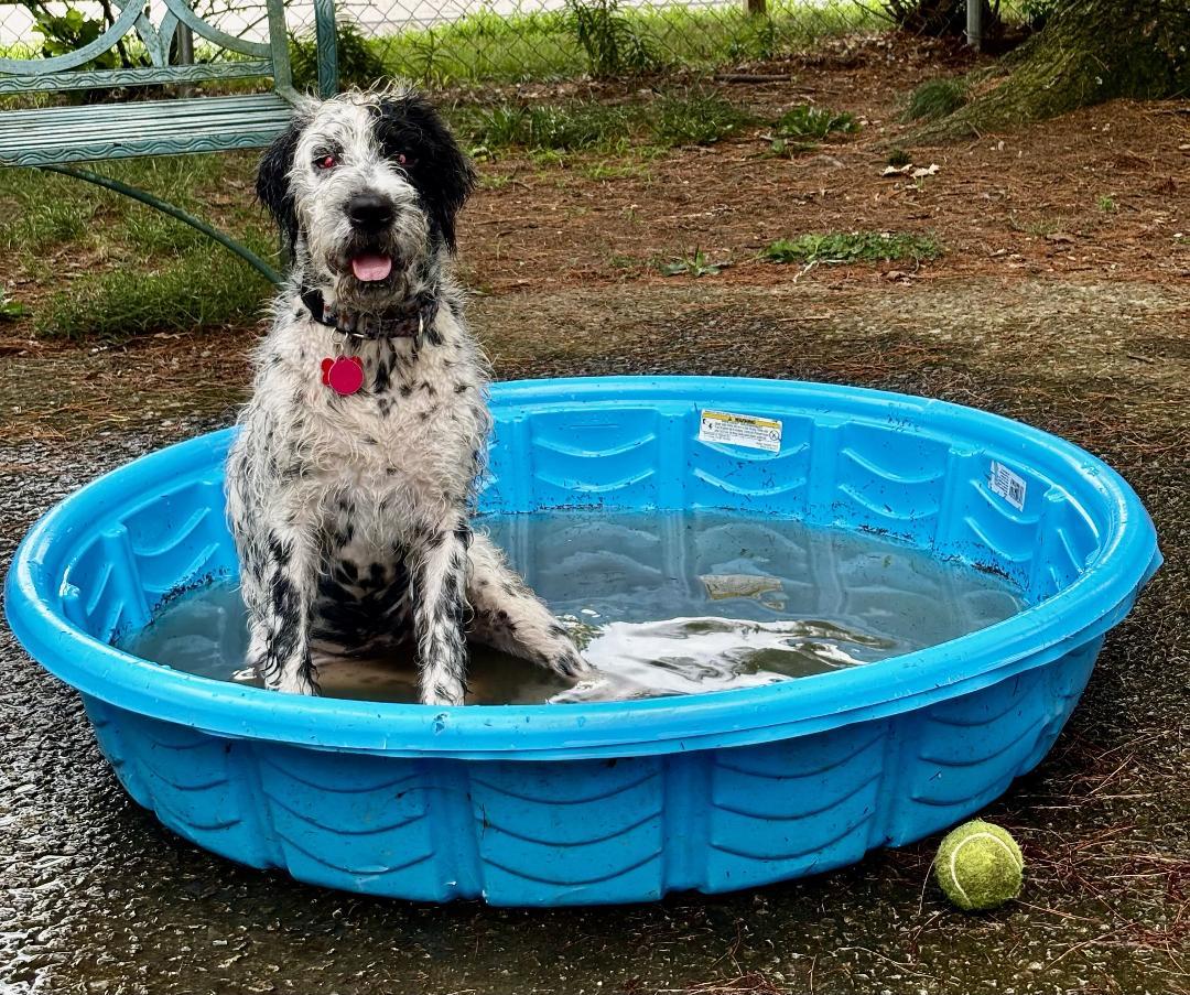 Rosie, a Adopted mixed breed in columbus , OH image 4/6