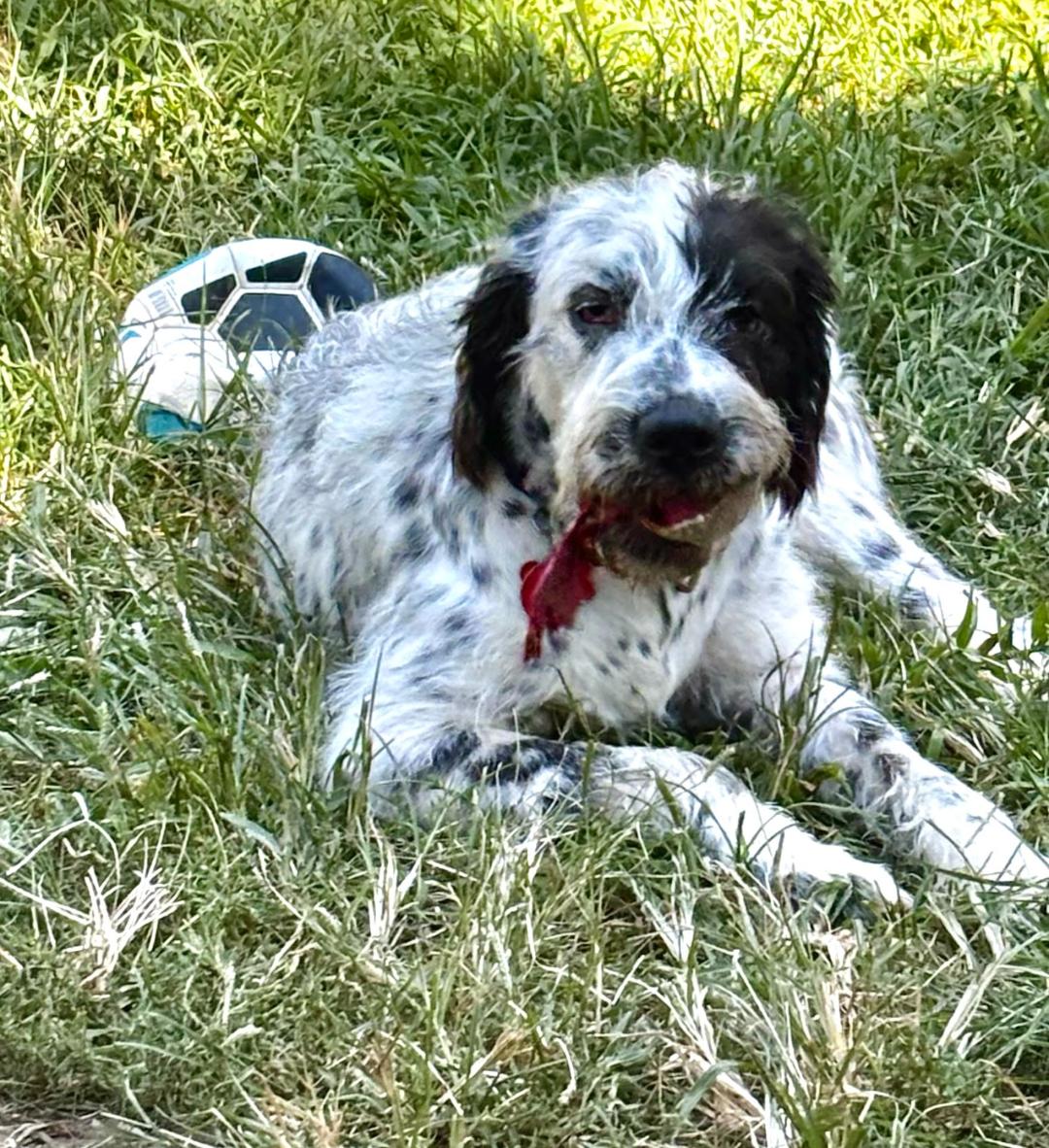 Rosie, a Adopted mixed breed in columbus , OH image 5/6