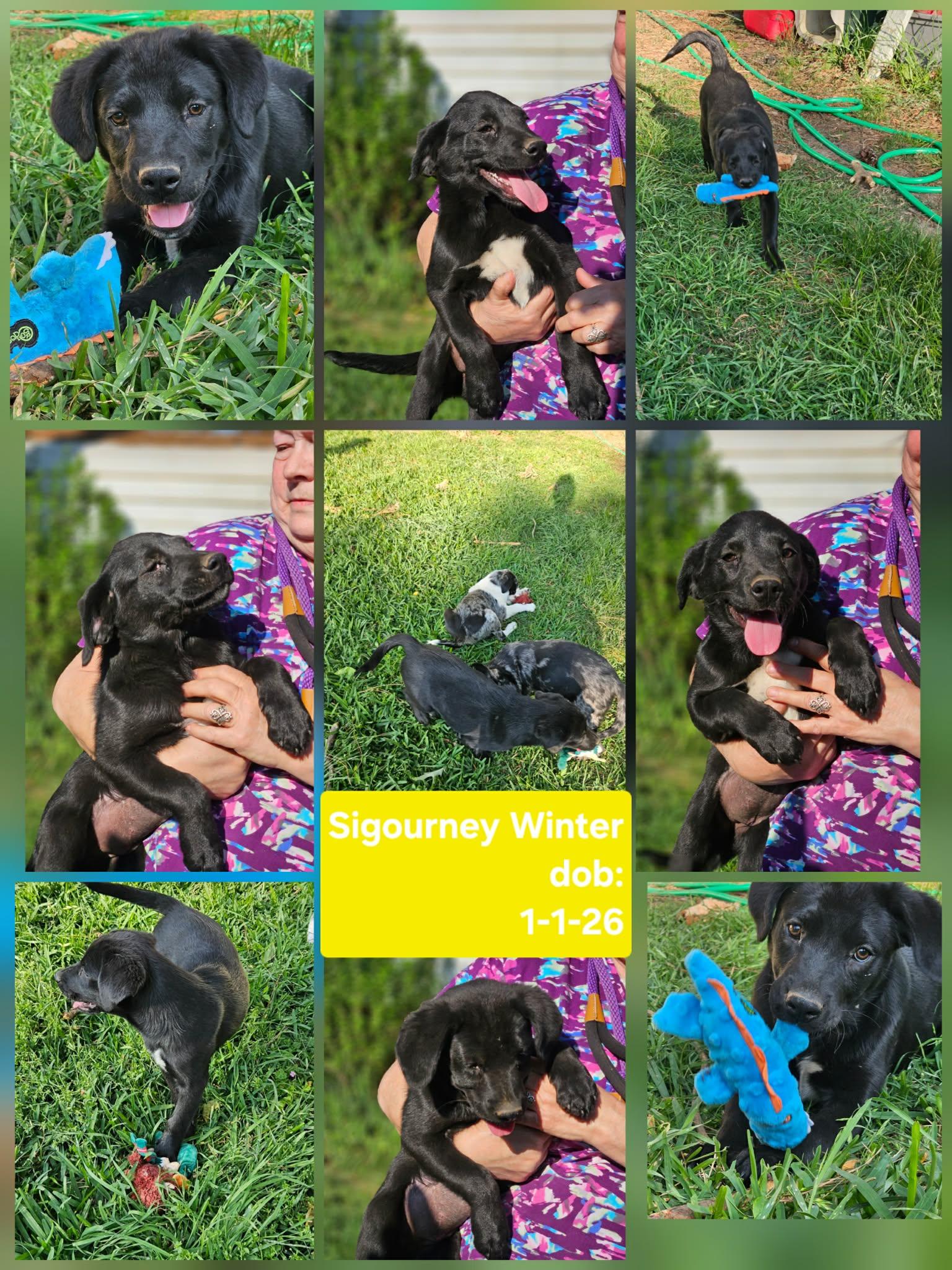 Sigourney Winter, Adoptable, Puppy Female Hound.