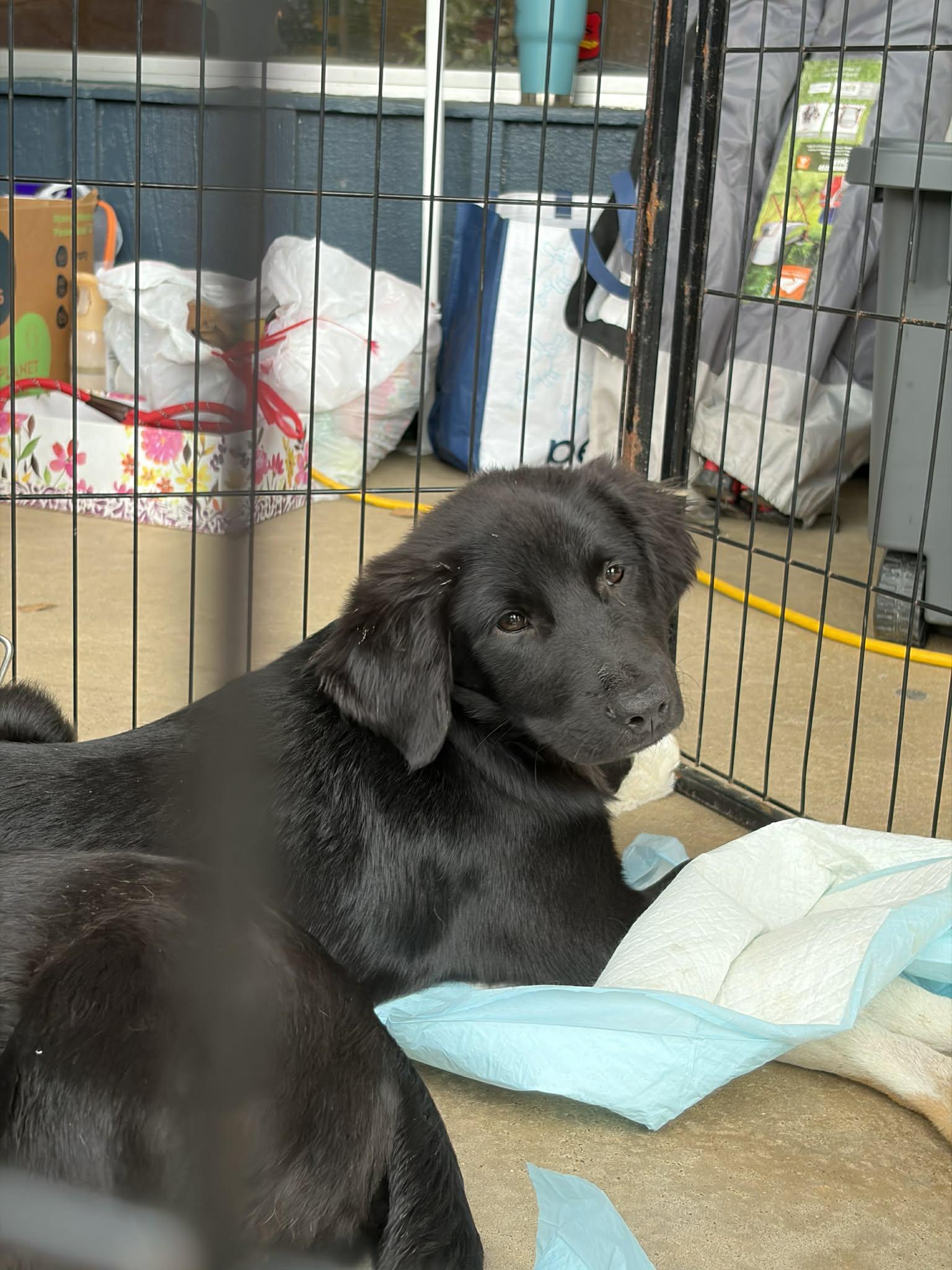 Enlarge Sigourney Winter, a Adoptable Hound in Wakefield, RI image 2/3