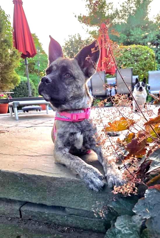 Sadie