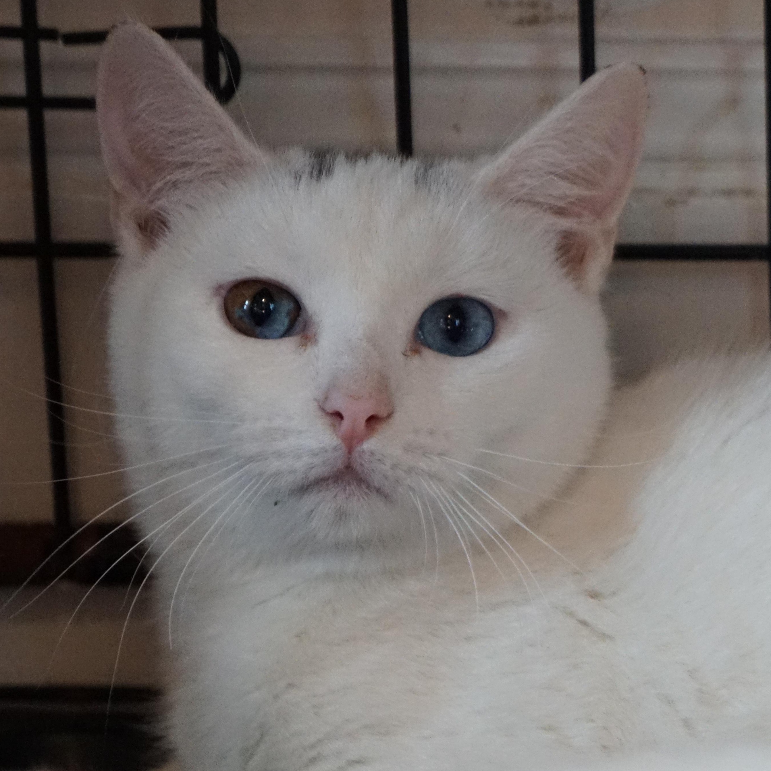 Toulouse, adoptable, Kitten Female Domestic Short Hair.