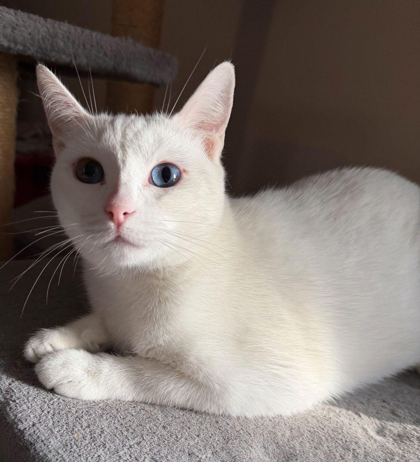 Toulouse, Adopted, Young Female Domestic Short Hair.
