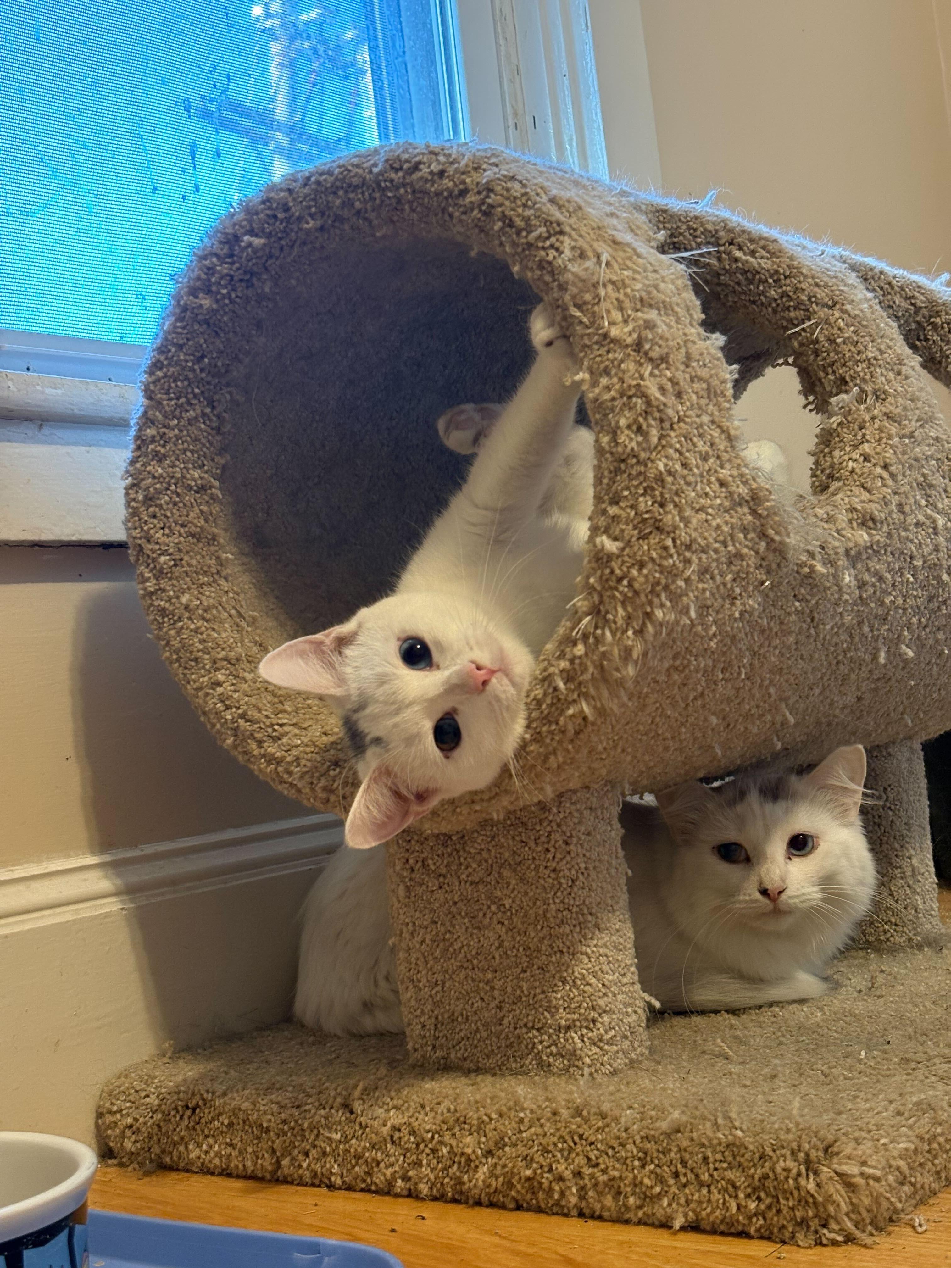 Toulouse, an adoptable mixed breed in New Bedford, MA image 3/4