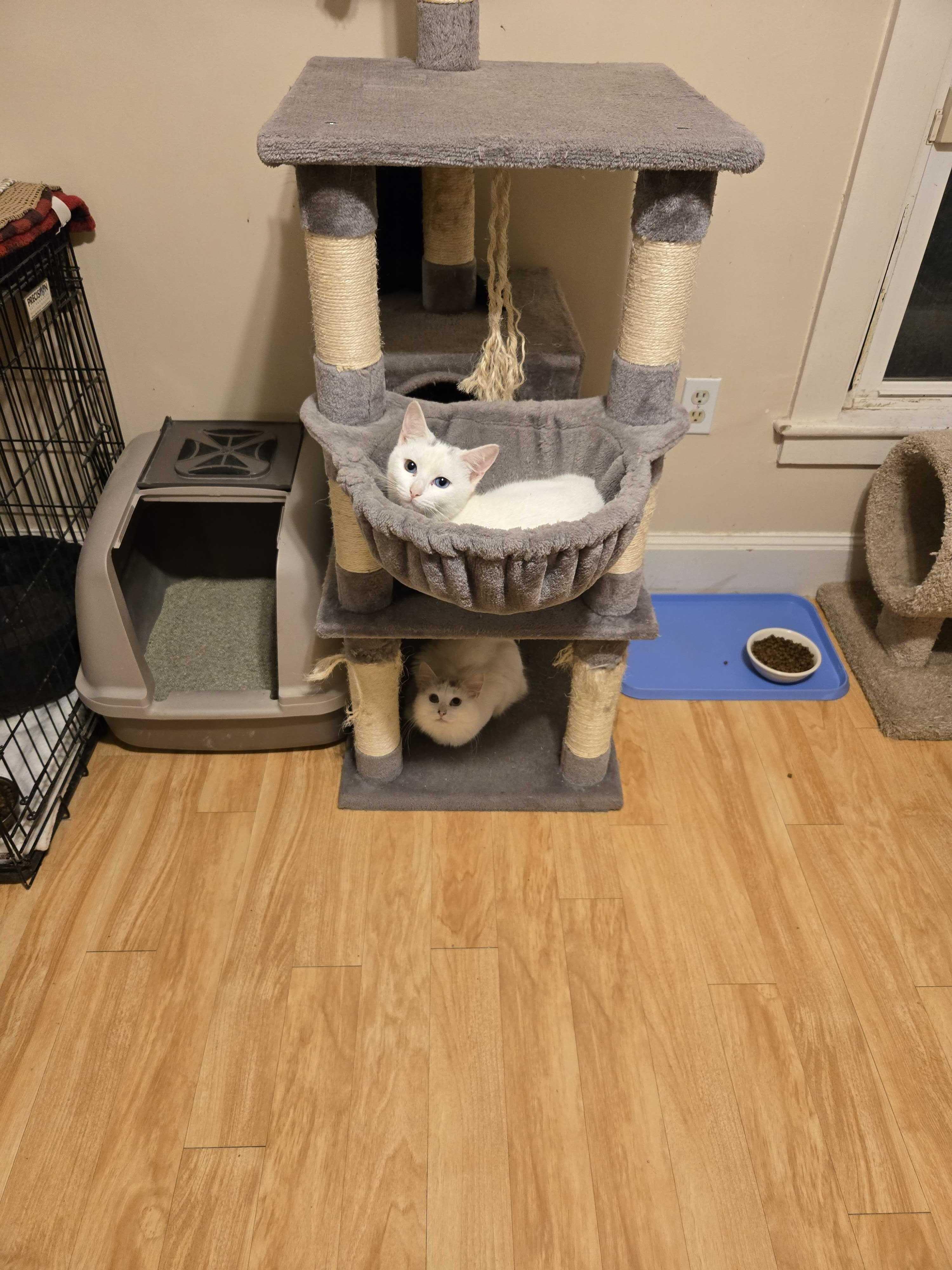 Toulouse, an adoptable mixed breed in New Bedford, MA image 4/4