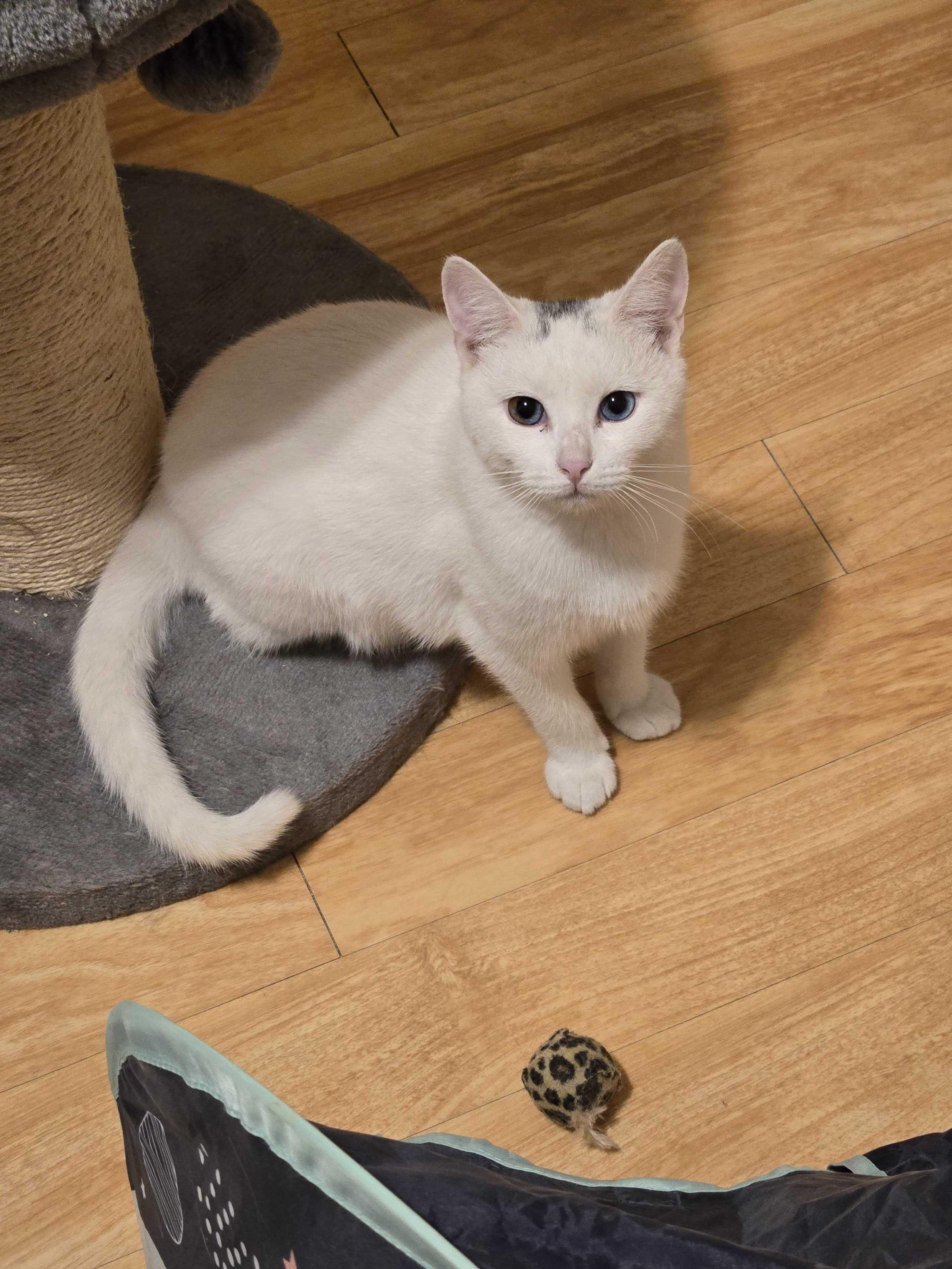 Toulouse, an adoptable mixed breed in New Bedford, MA image 2/4