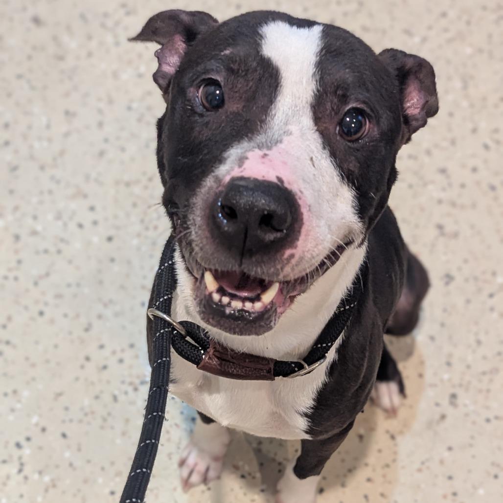 Enlarge Thor, a Adoptable mixed breed in Fenton, MI image 2/2