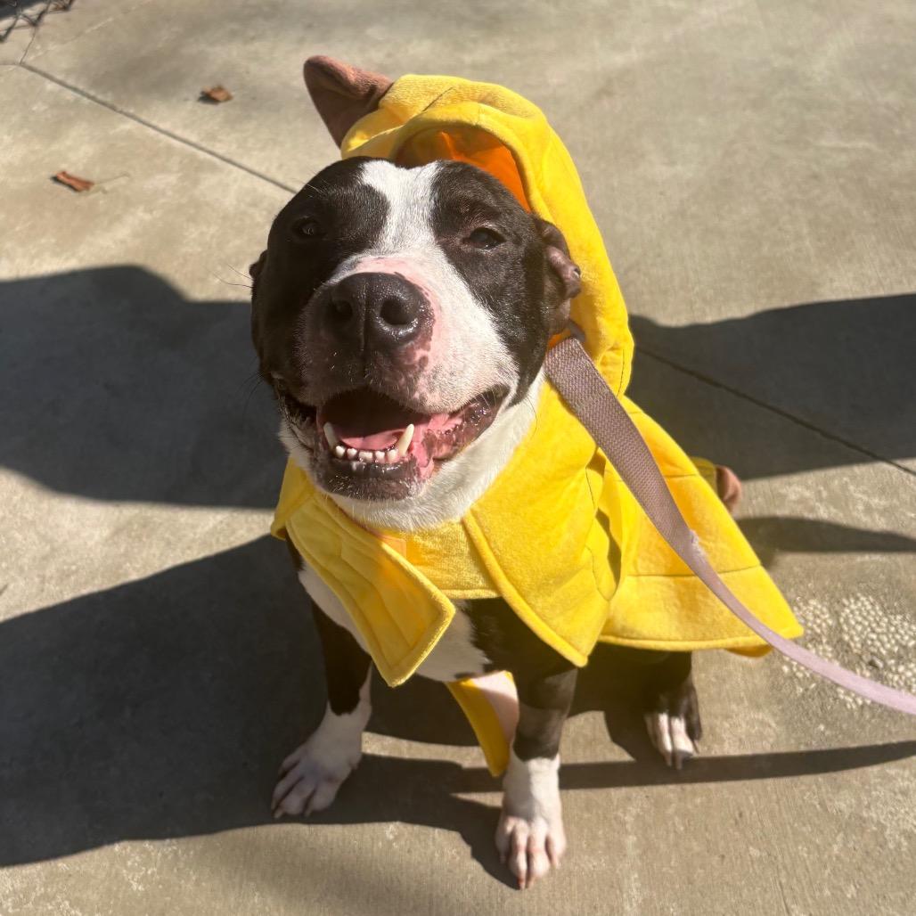 Thor, Adoptable, Adult Male Pit Bull Terrier.