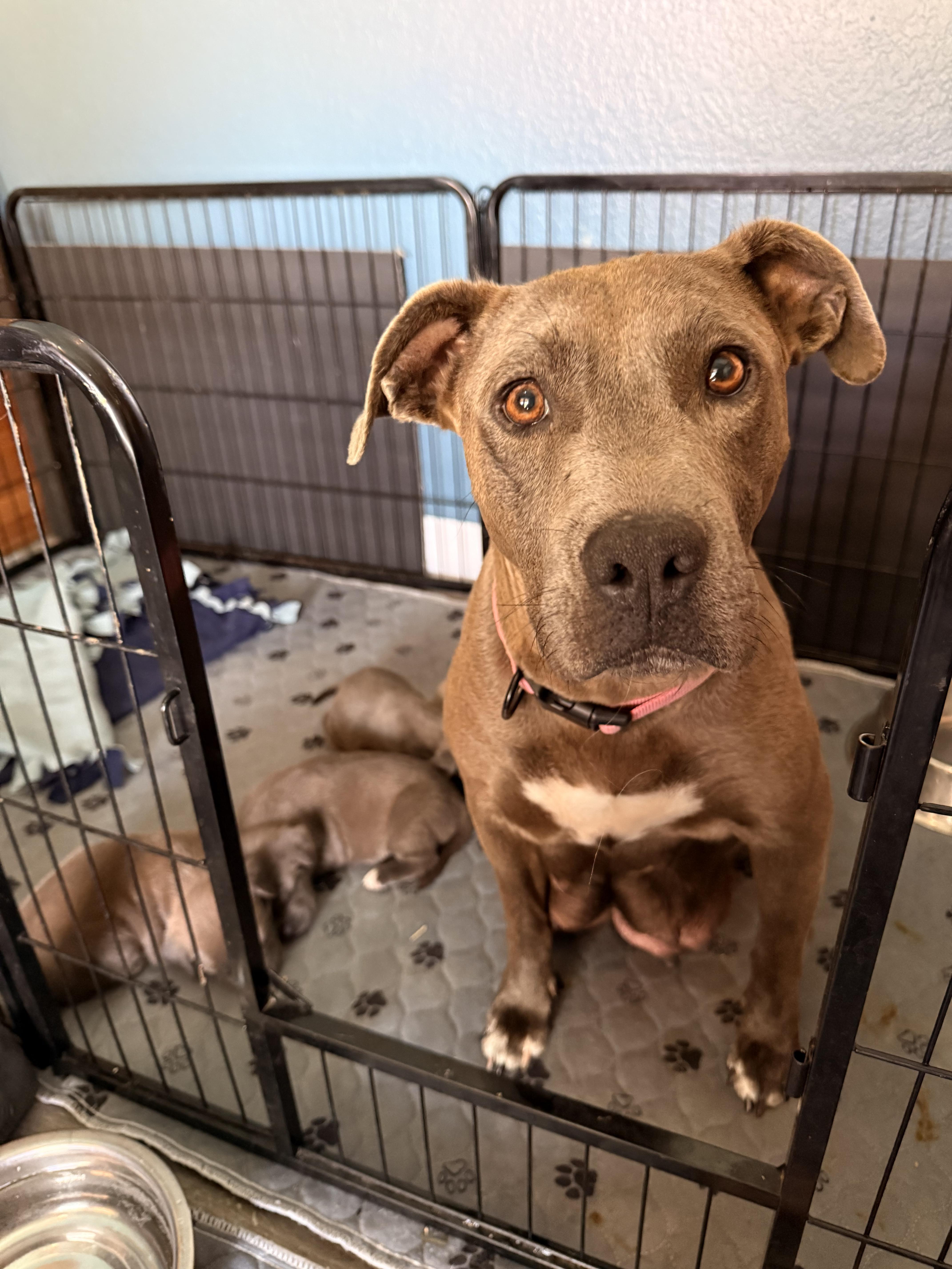 Enlarge Vida, a Adoptable Pit Bull Terrier in Tucson, AZ image 1/6