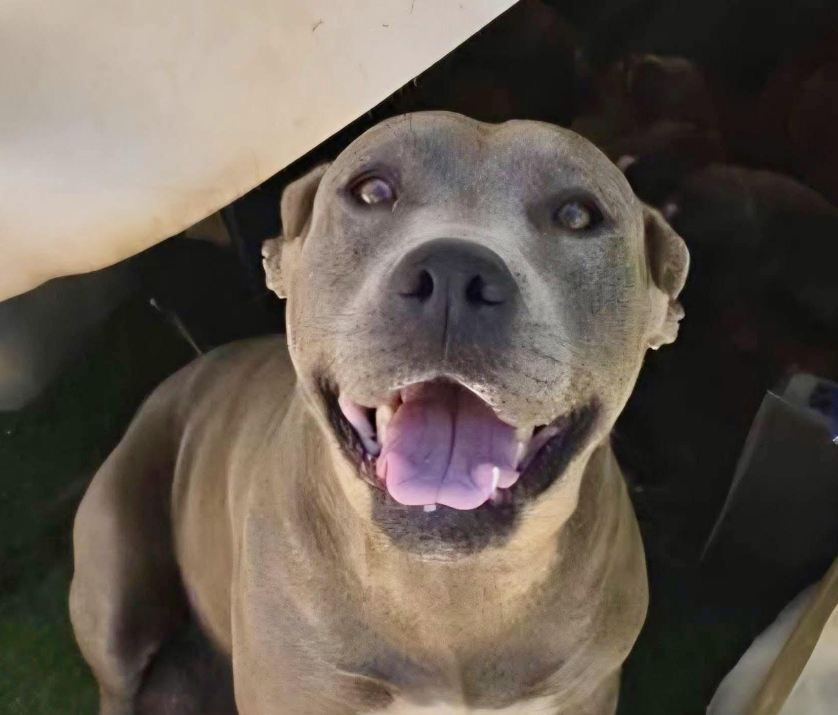 Enlarge Vida, a Adoptable Pit Bull Terrier in Tucson, AZ image 2/6