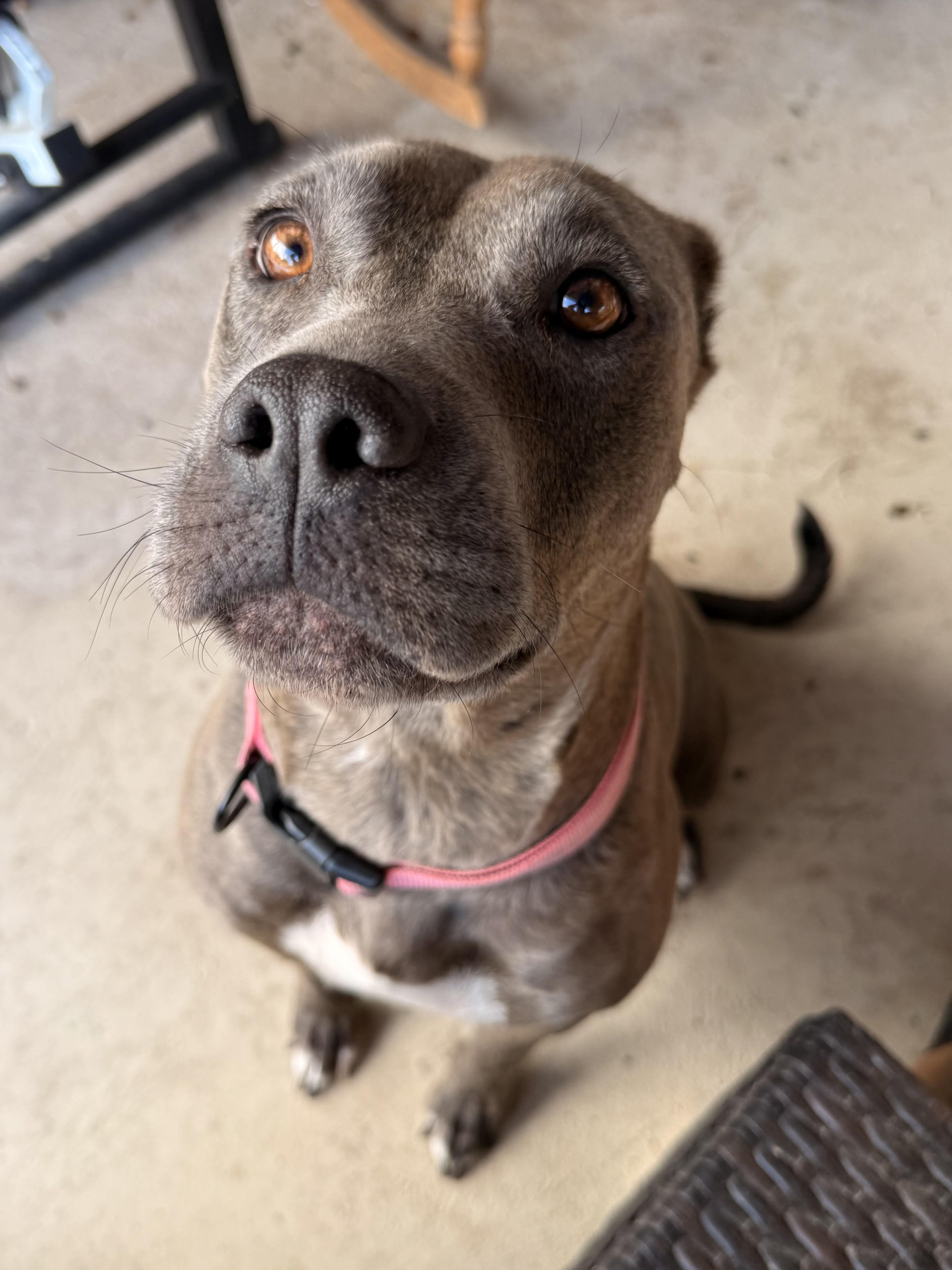 Enlarge Vida, a Adoptable Pit Bull Terrier in Tucson, AZ image 3/6