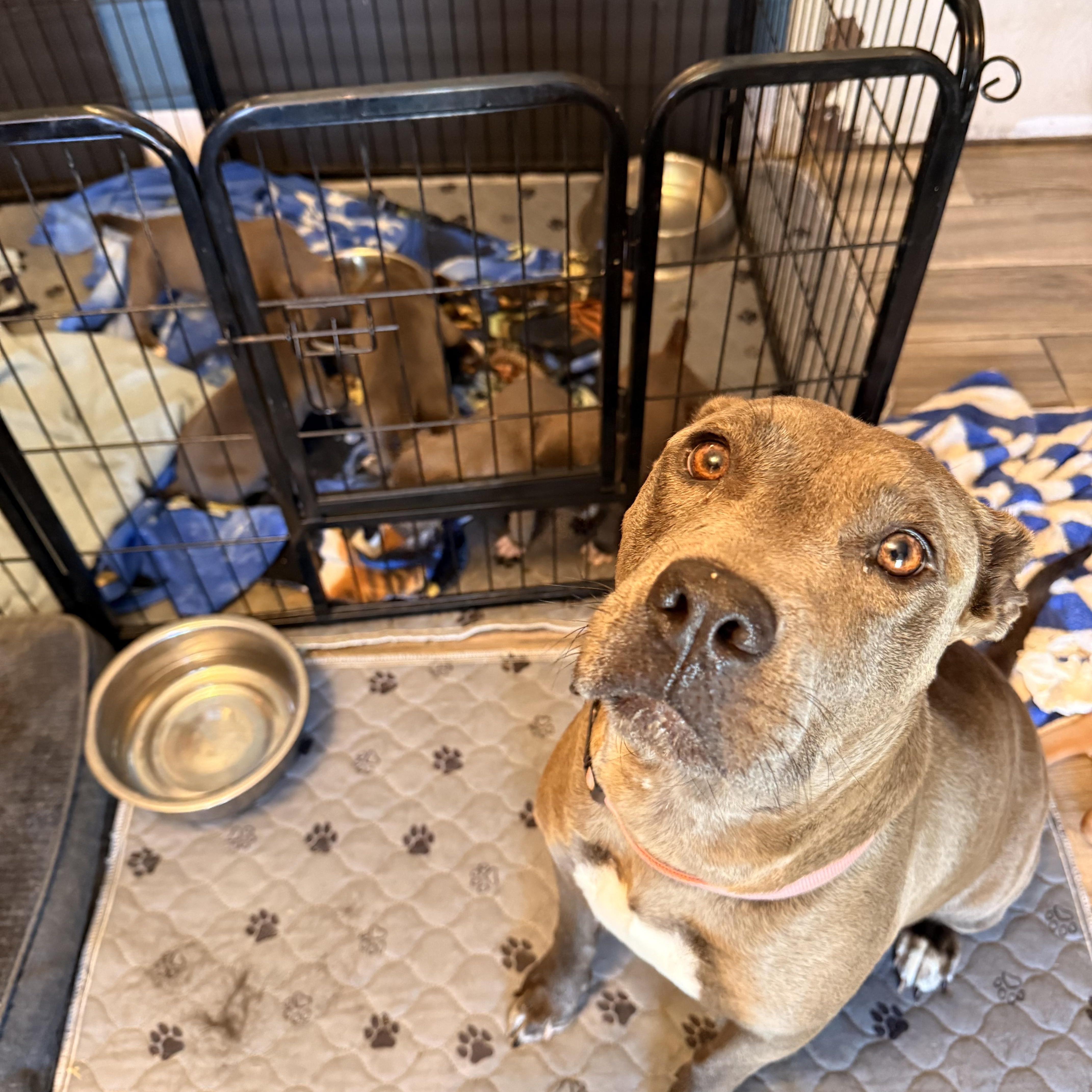 Enlarge Vida, a Adoptable Pit Bull Terrier in Tucson, AZ image 6/6