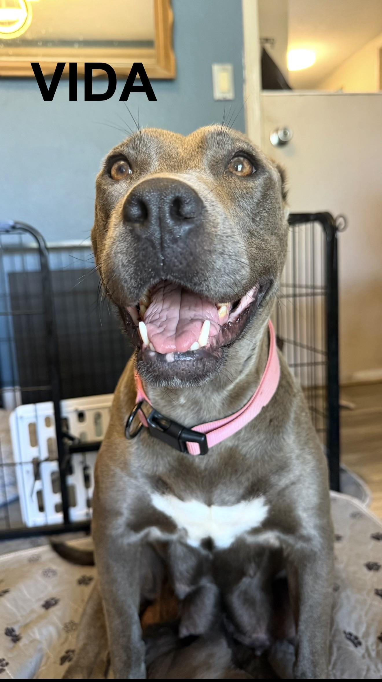 Enlarge Vida, a Adoptable Pit Bull Terrier in Tucson, AZ image 5/6