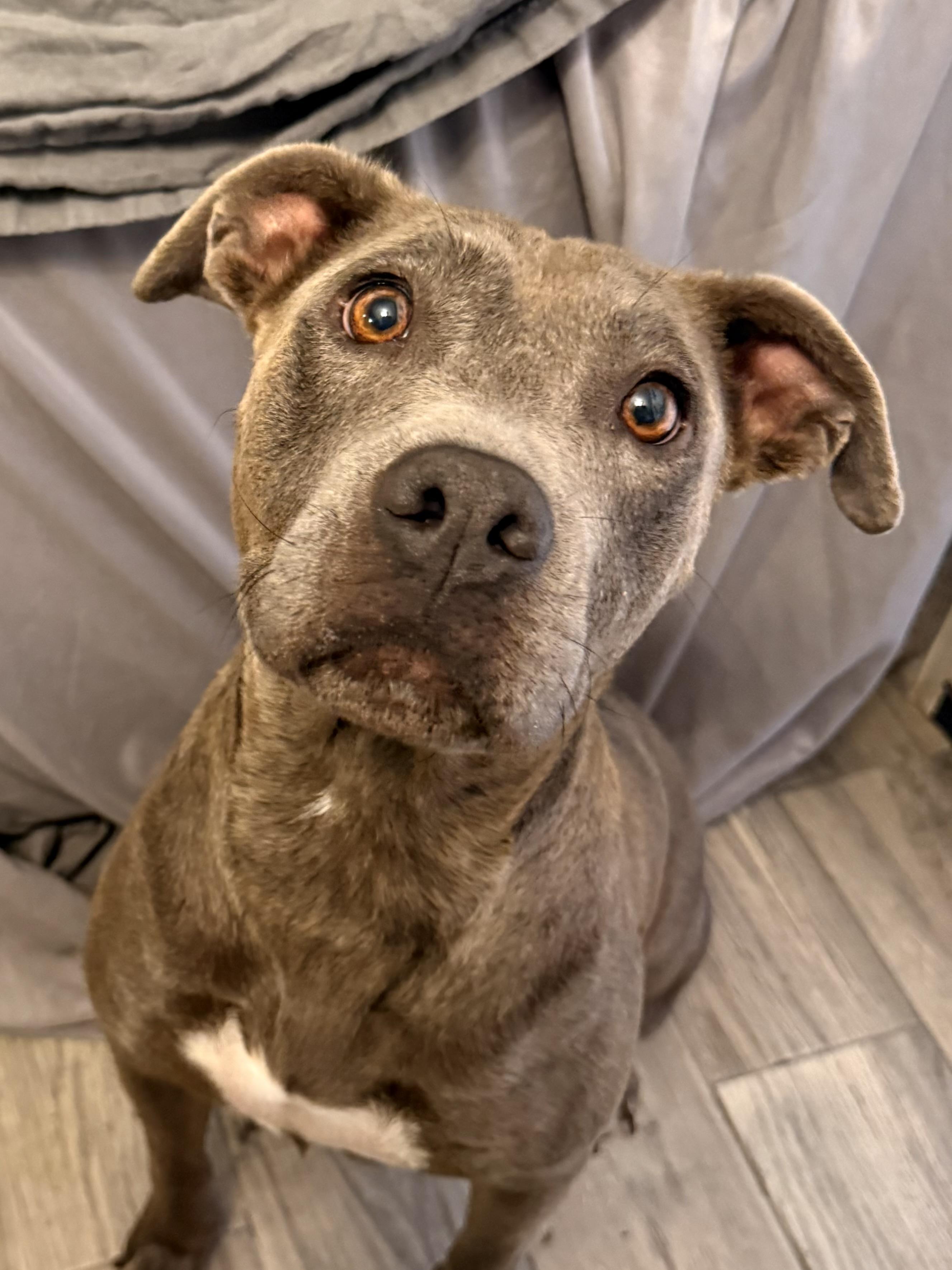 Vida, Adoptable, Adult Female Pit Bull Terrier.