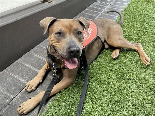 HENRY, Adoptable, Adult Male Pit Bull Terrier.