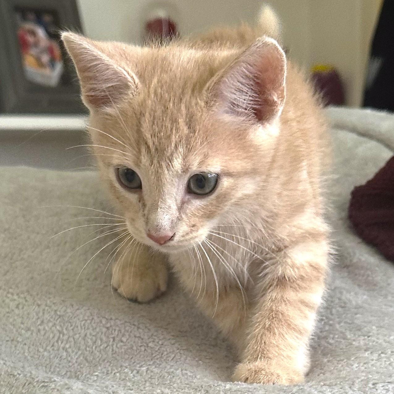 BOLD BISCUIT - BENGAL BOY!, Baby Male unknown