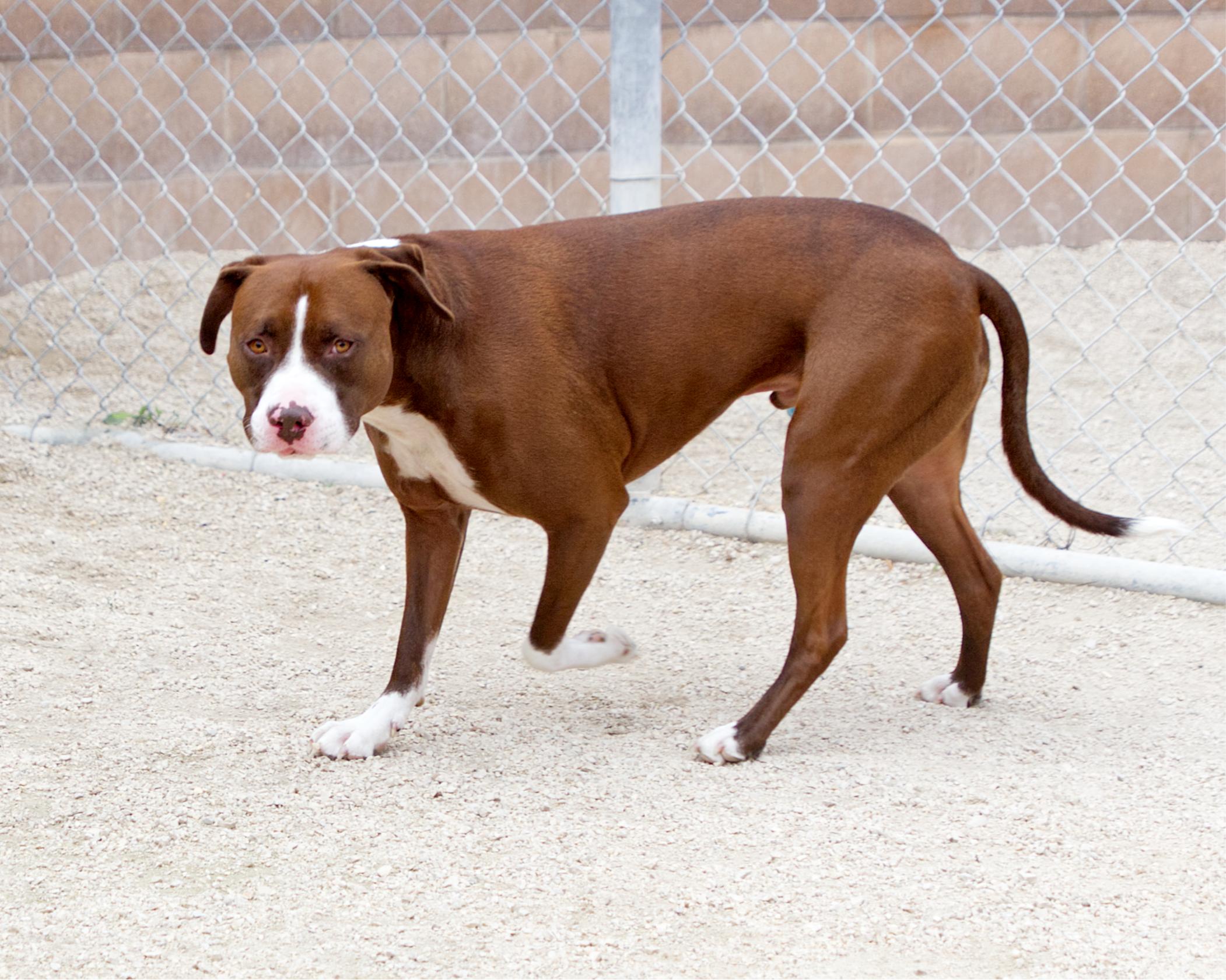 Enlarge Jax, a Adoptable mixed breed in Winnipeg, MB image 3/4