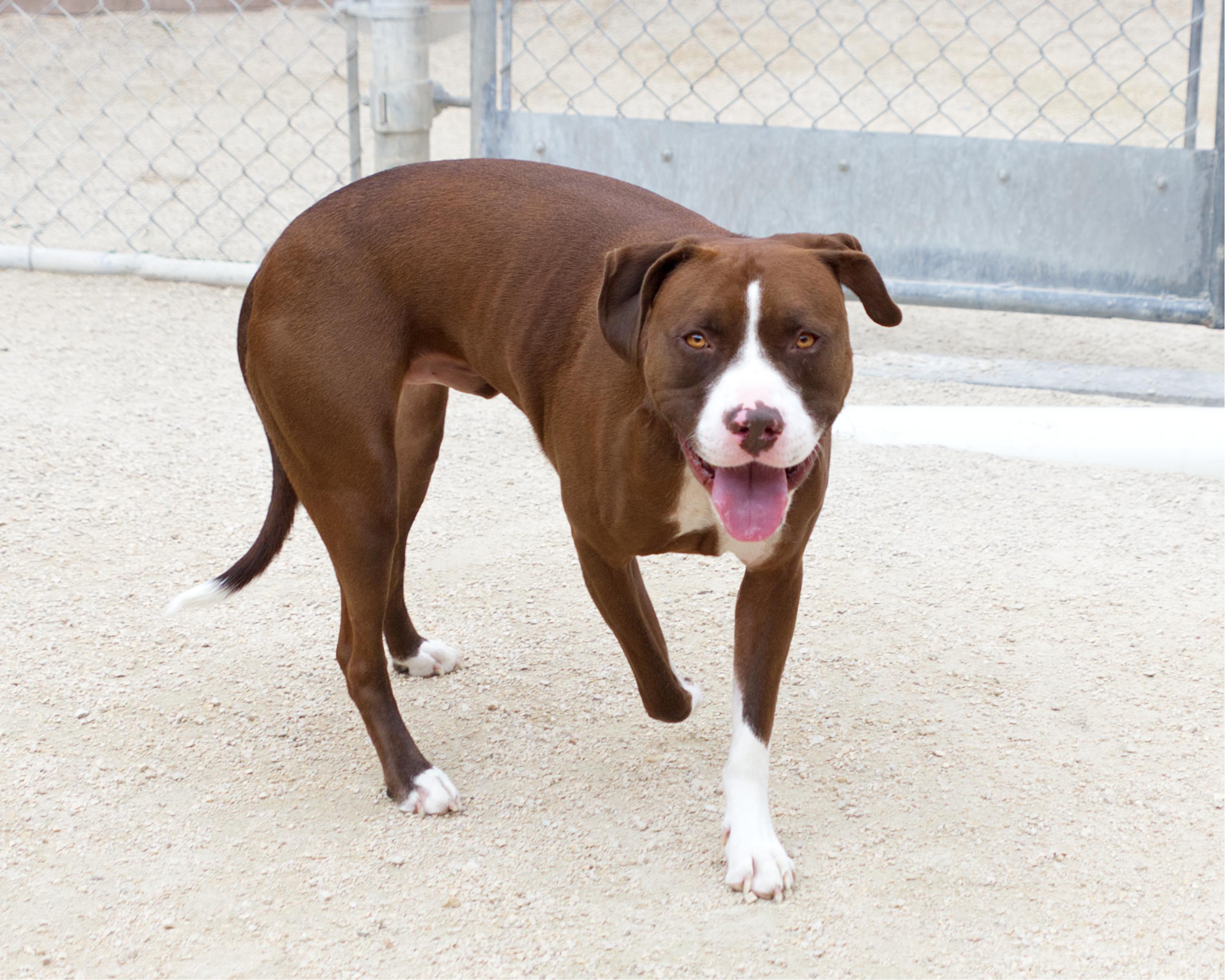 Enlarge Jax, a Adoptable mixed breed in Winnipeg, MB image 4/4