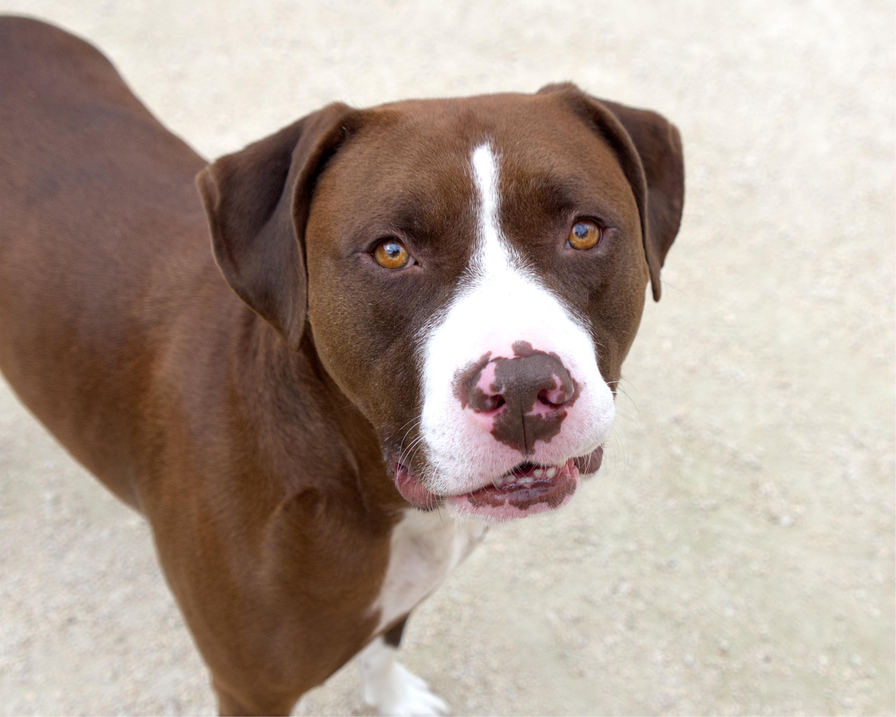 Enlarge Jax, a Adoptable mixed breed in Winnipeg, MB image 2/4