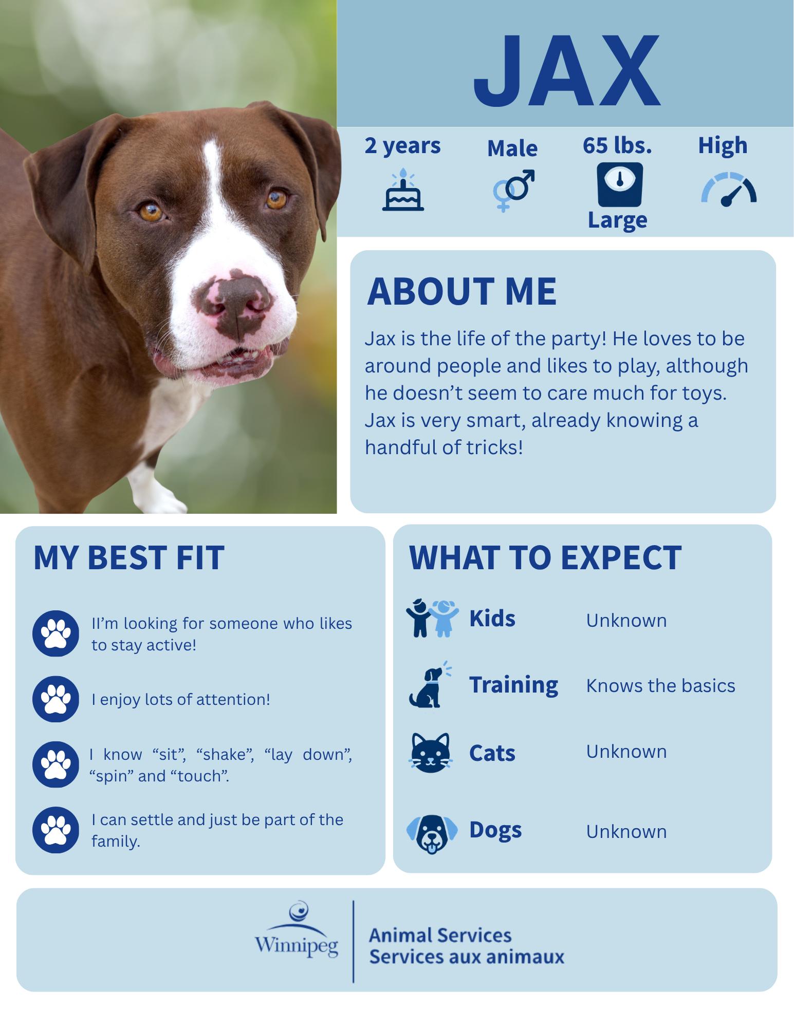 Jax, Adoptable, Adult Male Boxer & Labrador Retriever.