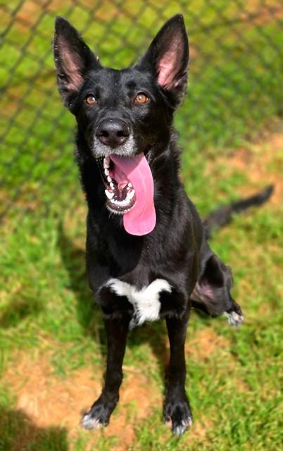 LOLA, Adoptable, Young Female German Shepherd Dog & Siberian Husky.